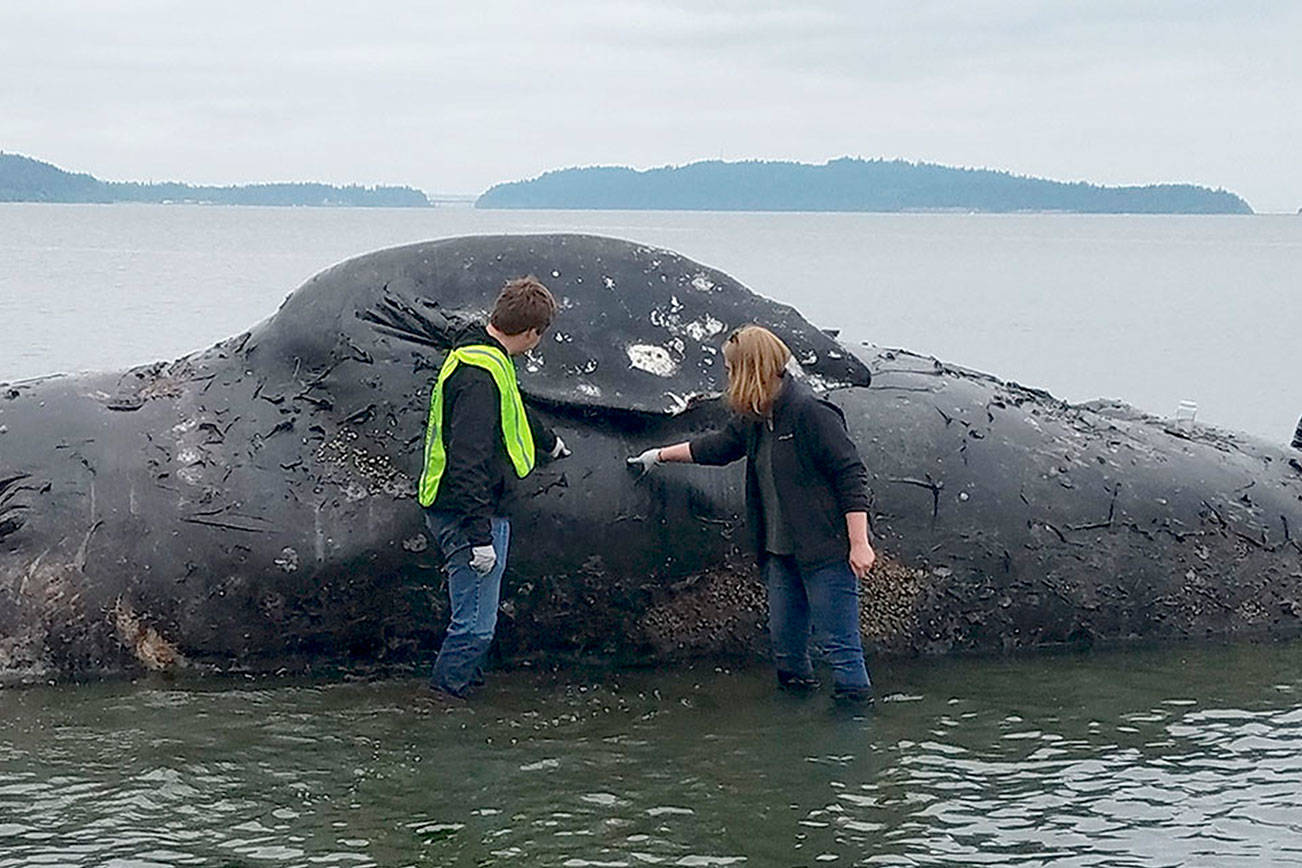 Malnourished whale washes up at Port Ludlow