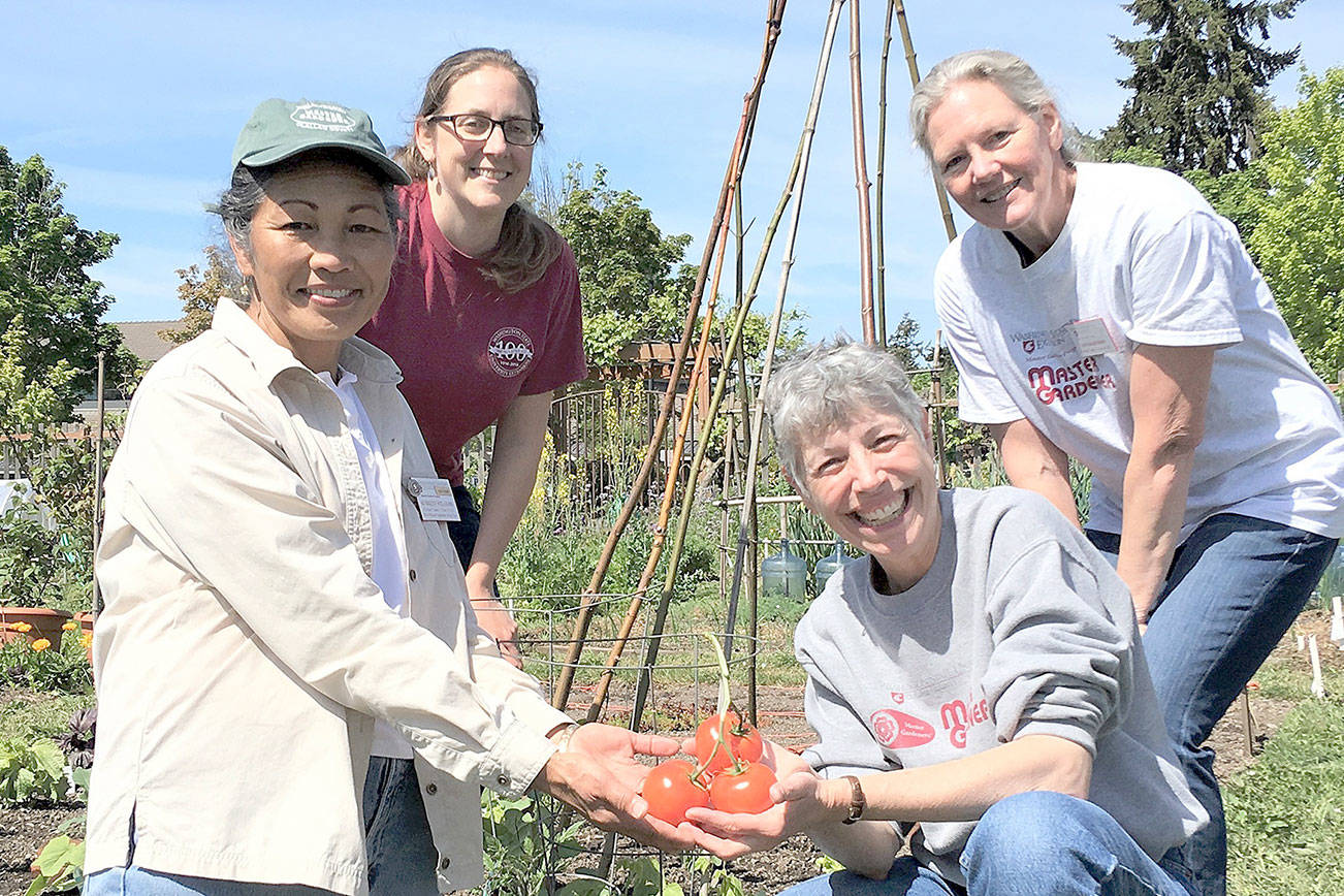 Tomatoes topic of ‘Saturdays in the Garden’ session