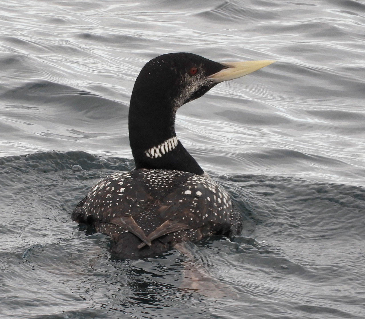 The yellow-billed Loon is a species often seen during Protection Island Aquatic Reserve surveys. (Bob Boekelheide)