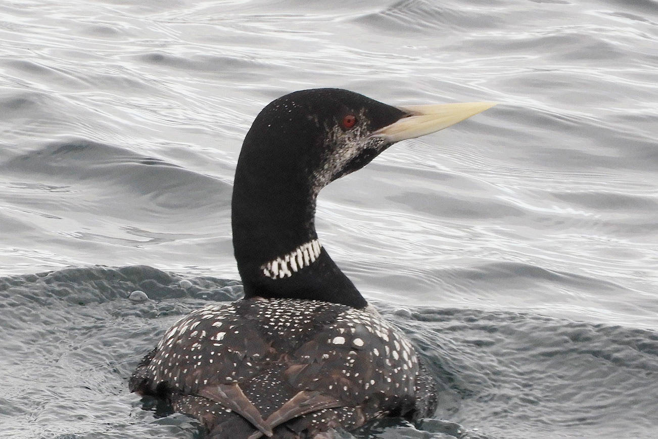 Protection Island’s birds, sea life topic of talk