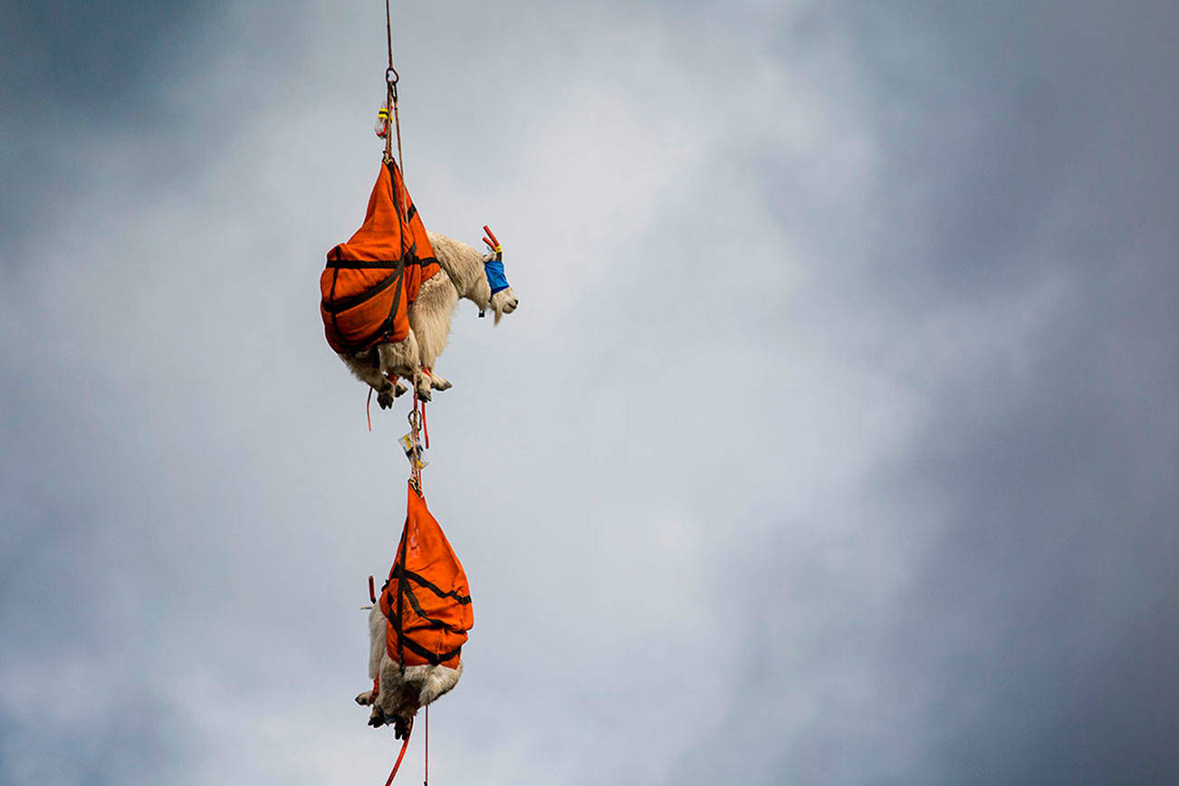 Olympic National Park officials plan more mountain goat roundups