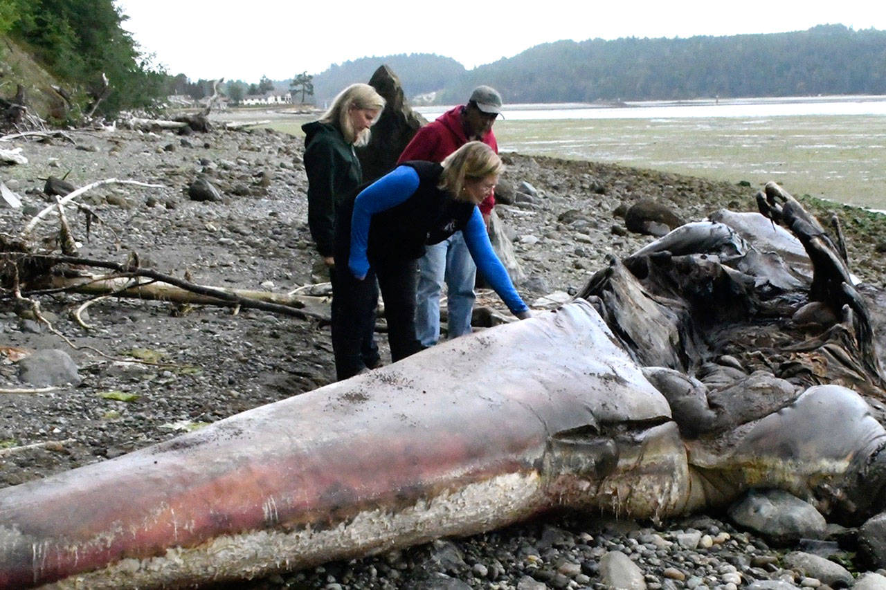 Veterinarian Stefanie Warwag, left, and her husband Mario Rivera, right, part of the Mammal Stranding Network, check the progress of a gray whale that was towed to their beach to decompose naturally. The couple volunteered their Port Hadlock property to host the malnourished gray whale that died in shipping lanes last month. Betsy Carlson, center, citizen science coordinator with the Port Townsend Marine Science Center, removed barnacles that grow only on gray whales. (Jeannie McMacken/Peninsula Daily News)