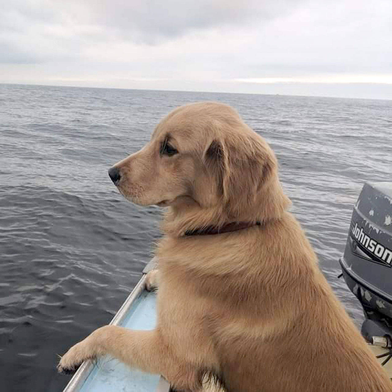 The search continues for the late Charles Swansons dog, Larry.