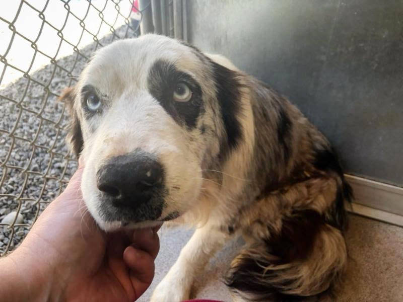 Pando came to the Olympic Peninsula Humane Society as “a very calm and gentle soul with a badly broken spirit.” (Olympic Peninsula Humane Society)