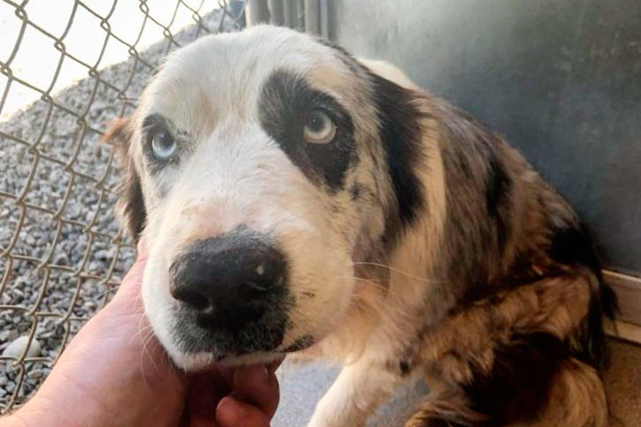 Many care for dogs from Agnew rescue