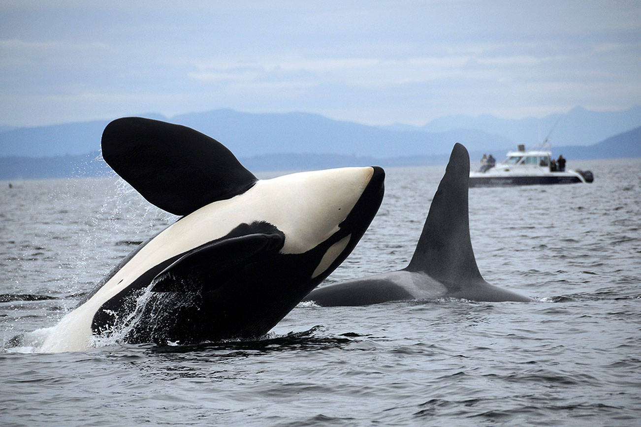 Southern resident orcas spotted after unusual absence