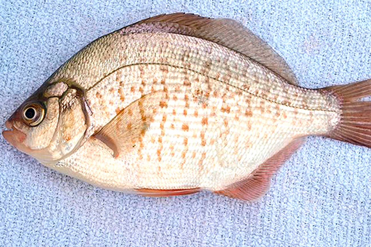 OUTDOORS: Surfperch anglers sought for survey