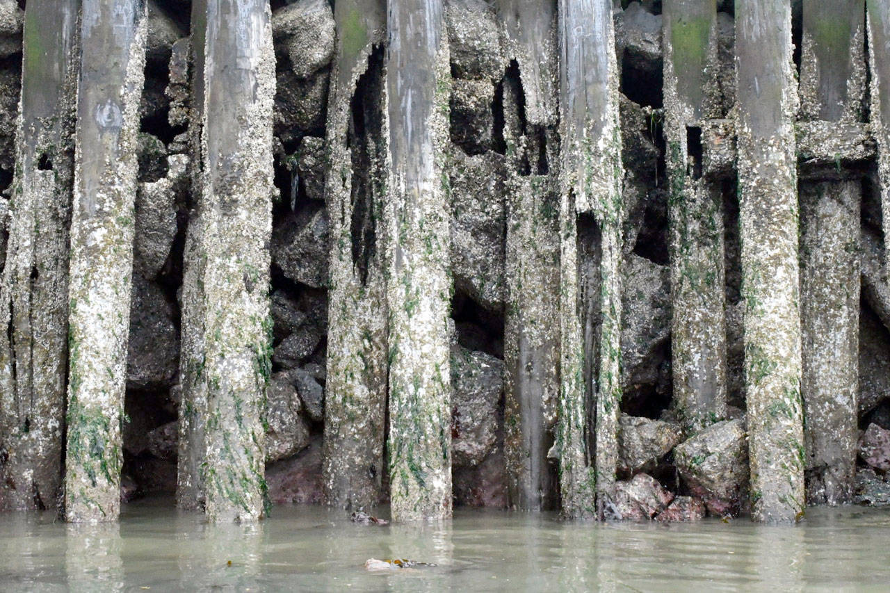 A plan to build another structure around the existing 258 feet of pilings in the Point Hudson jetty breakwater would decrease the size of the marina opening by 16 inches and increase its overall footprint. (Jeannie McMacken/Peninsula Daily News)