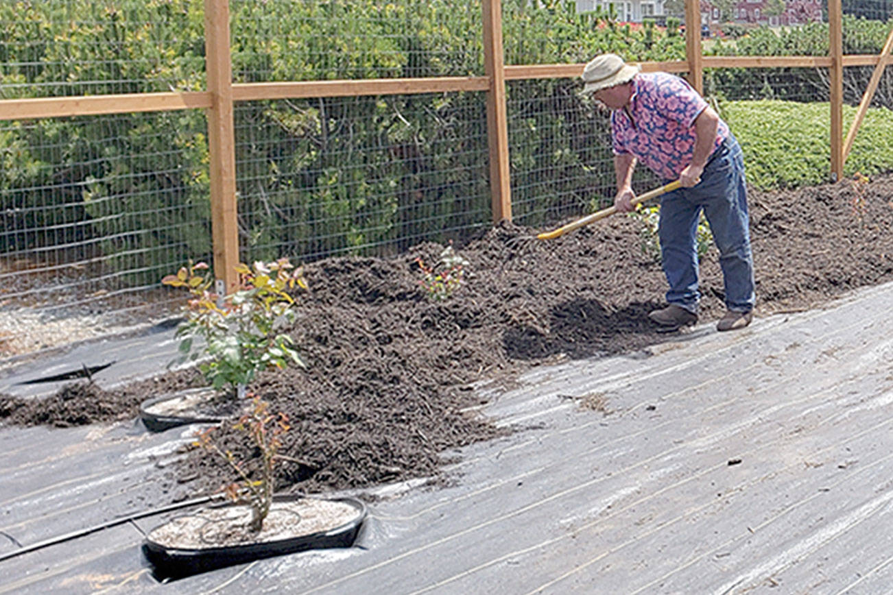 A GROWING CONCERN: Everything is coming up roses