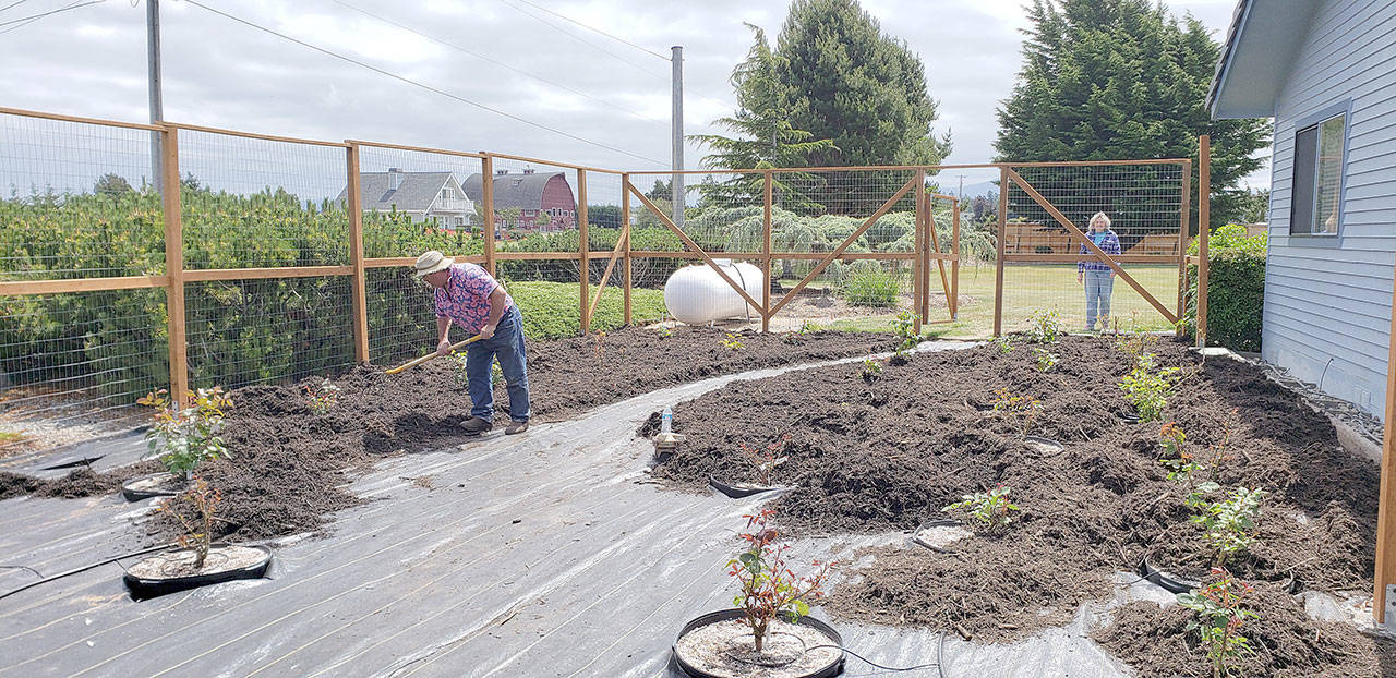 Finishing a rose garden with 36 properly prepared, 2-foot deep holes, filled with porous soil, an advantageous ground irrigation system and topped with 6 inches of mulch. (Jeanette Painter)