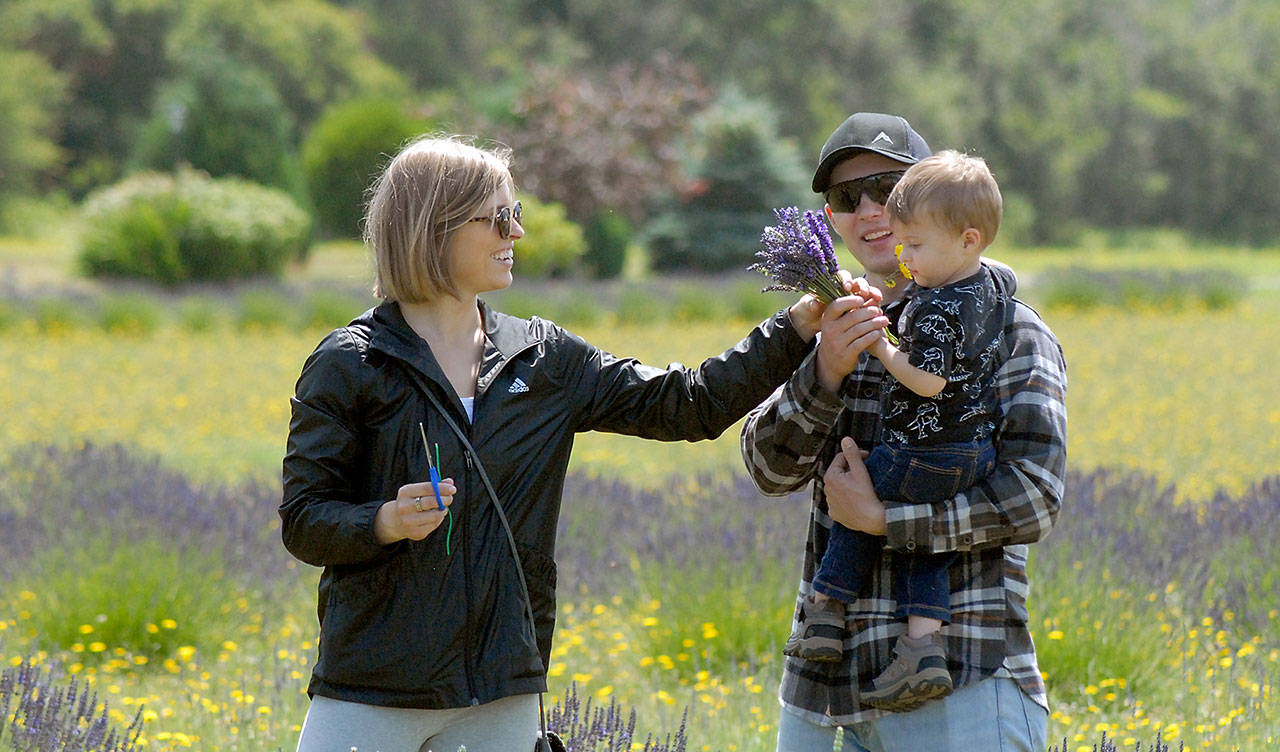 Grace Gray, left, hands a bundle of freshly-picked lavender to her son, Jackson 2, being held by his father, Michael Gray, all of Silverdale, on Saturday as part of Washington Lavender Farm’s early kickoff to this weekend’s Sequim Lavender Festival. The farm, which includes the George Washington Inn at 965 Finn Hall Road east of Port Angeles, extended its festival to 10 days to accommodate those deterred by large crowds during the official festival, which begins Friday. (Keith Thorpe/Peninsula Daily News)