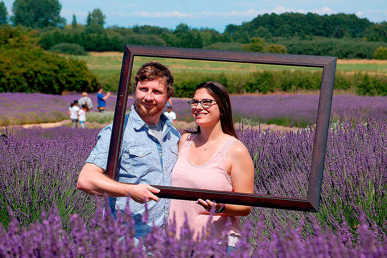 Sequim Lavender Weekend underway