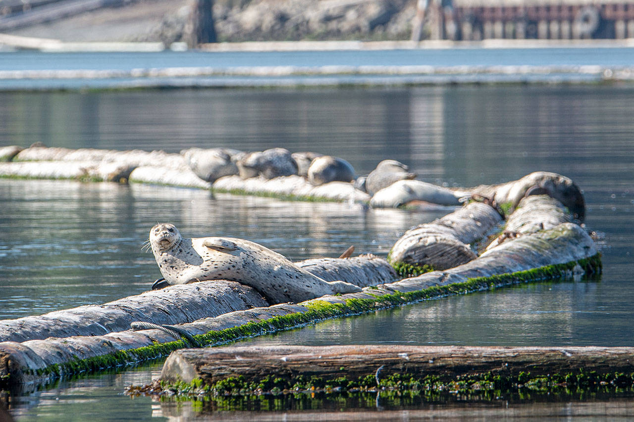 Jesse Major/Peninsula Daily News