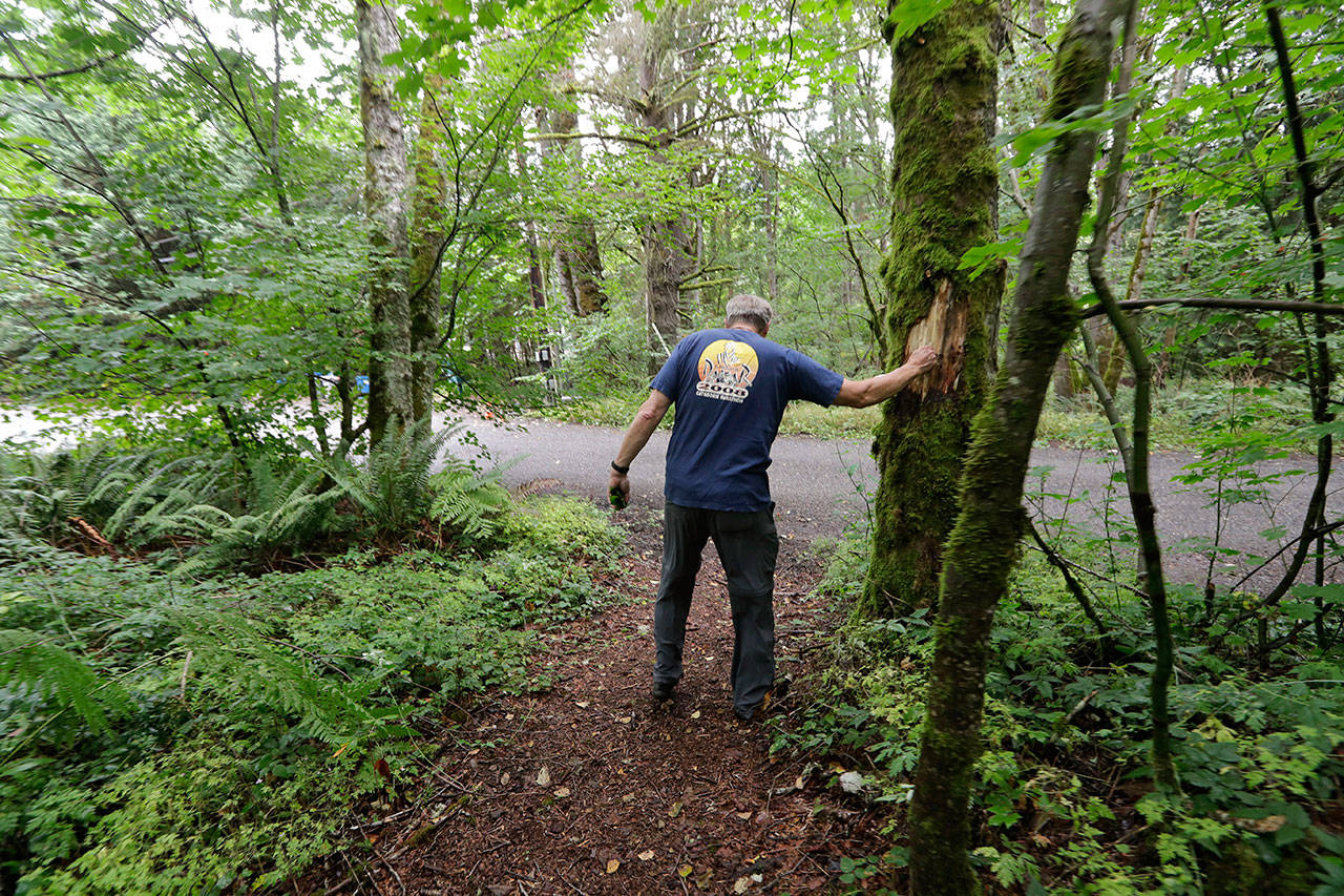 As he walks a path from his home to the adjacent road, in Issaquah, Wayne Elson reaches out to a dead tree Friday that he says he needs to cut down because it could fall and block the road in a fire. Elson is the firewise coordinator in the development, his home one of hundreds of houses in his community built into the woods there. (Elaine Thompson/The Associated Press)