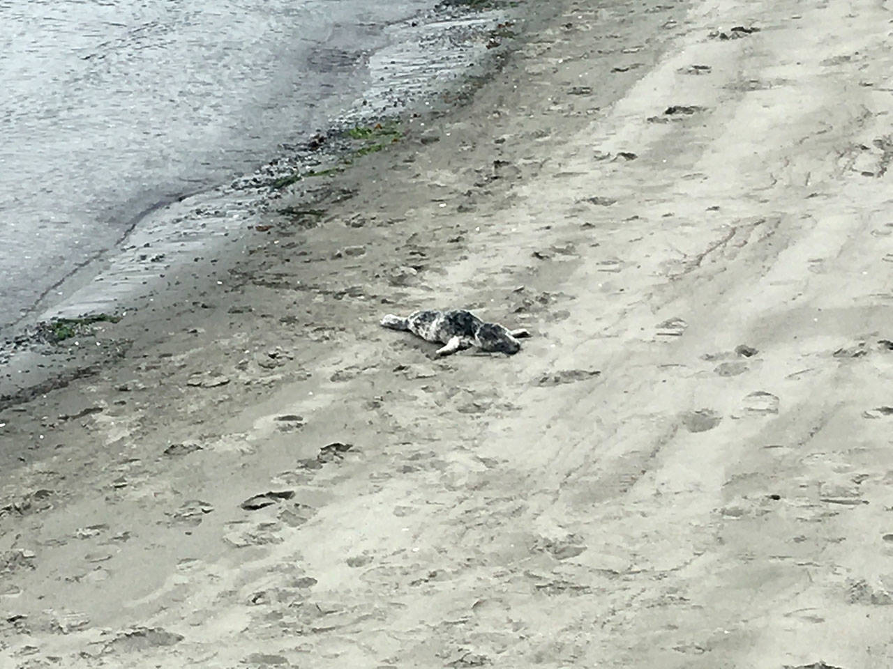 A harbor seal pup is shown on Hollywood Beach in Port Angeles on Friday. (Rob Ollikainen/Peninsula Daily News)