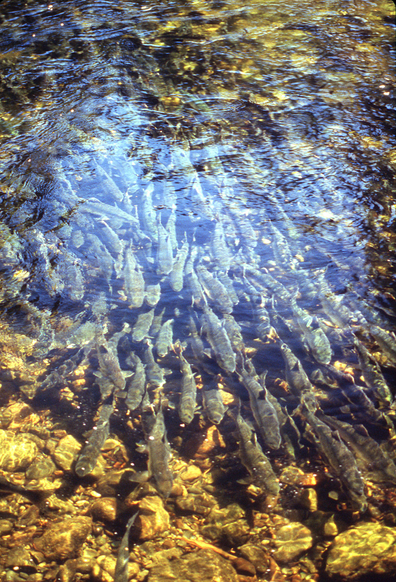 This photo provided by the Alaska Department of Fish and Game shows spawning pink salmon in Anan Creek, near Wrangell, Alaska. In 2019, wild populations of pink salmon are flourishing. Their numbers are enhanced by the annual release of 1.8 billion fish from Alaska hatcheries and critics say they’re having an effect on other species. (Alaska Department of Fish and Game via AP)