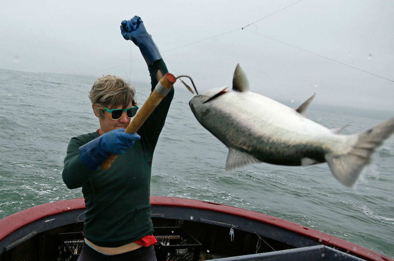 Sarah Bates hauls in a chinook salmon on the fishing boat Bounty near Bolinas, Calif., in July. California fishermen are reporting one of the best salmon fishing seasons in more than a decade, thanks to heavy rain and snow that ended the state’s historic drought. It’s a sharp reversal for chinook salmon, an iconic fish that helps sustain many Pacific Coast fishing communities. (Eric Risberg/The Associated Press)