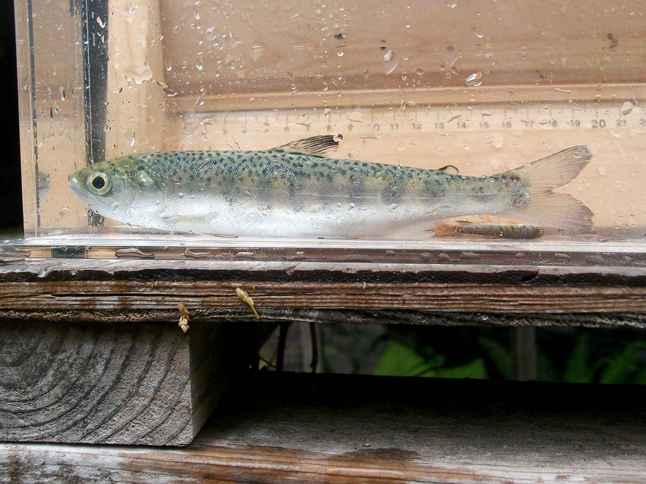The Lower Elwha Klallam Tribe has found large coho smolts migrating from Lake Sutherland to the Elwha River via Indian Creek, including this specimen that was 7.8 inches long. (Lower Elwha Klallam Tribe)