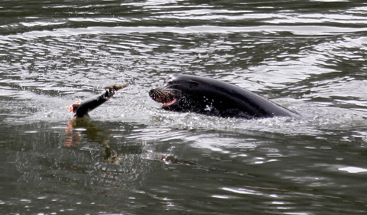 A sea lion tosses a partially eaten salmon in the Columbia River near Bonneville Dam, where six more sea lions were trapped earlier in the day with one to be euthanized, in North Bonneville in 2010. (Don Ryan/The Associated Press)