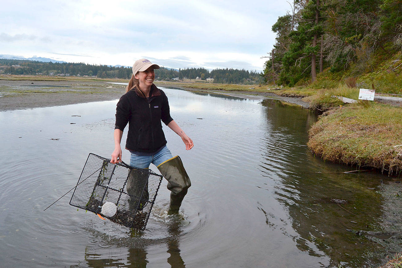 Volunteers trap European green crabs