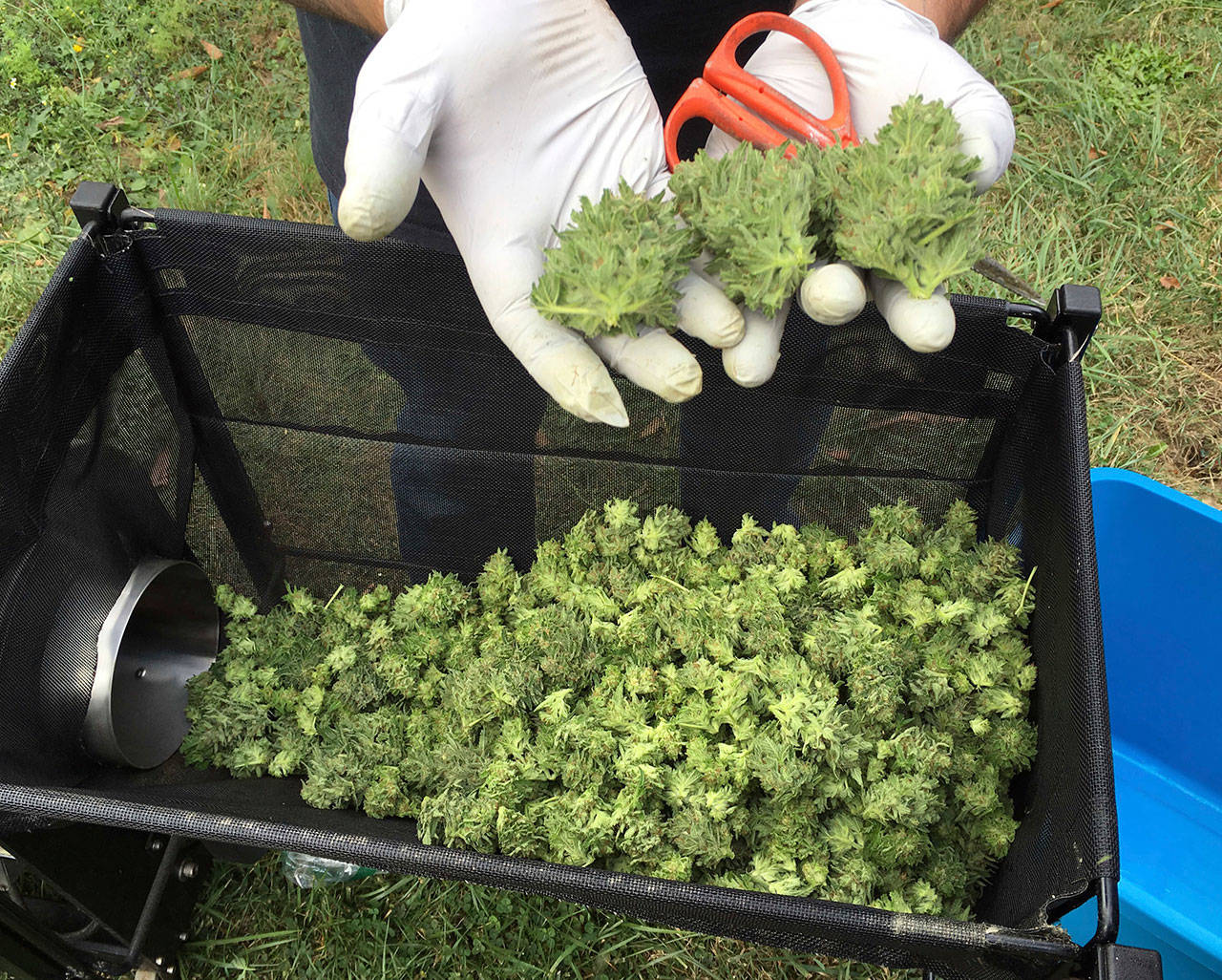 A marijuana harvester examines buds going through a trimming machine near Corvallis, Ore, in this 2016 file photo. (The Associated Press)