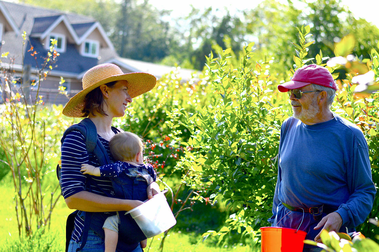 Sharah Truett and her 11-month-old, Oona, visit Gary Heaton’s Blueberry Haven farm for a group glean. (Diane Urbani de la Paz/for Peninsula Daily News)