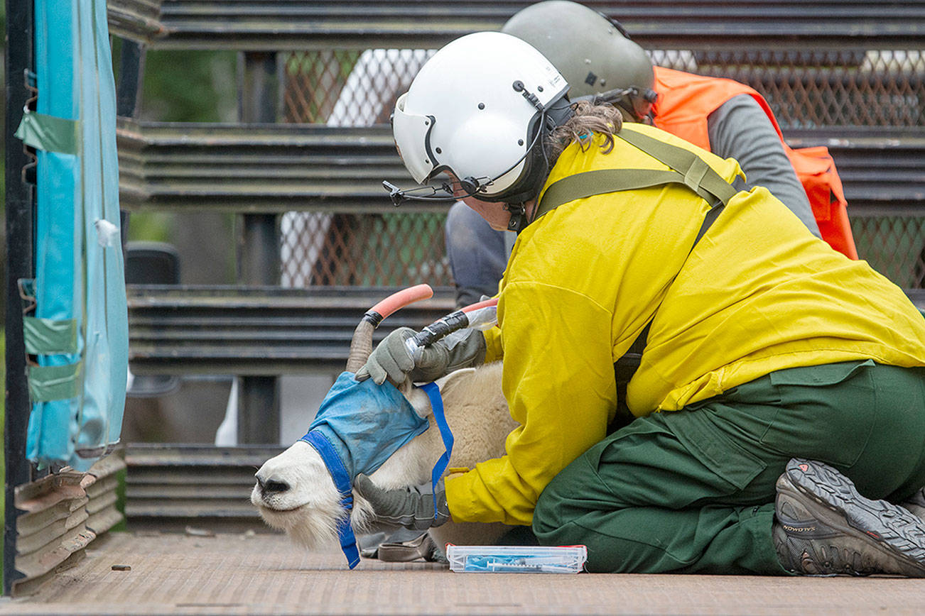 Olympic National Park, state move 101 goats in relocation efforts