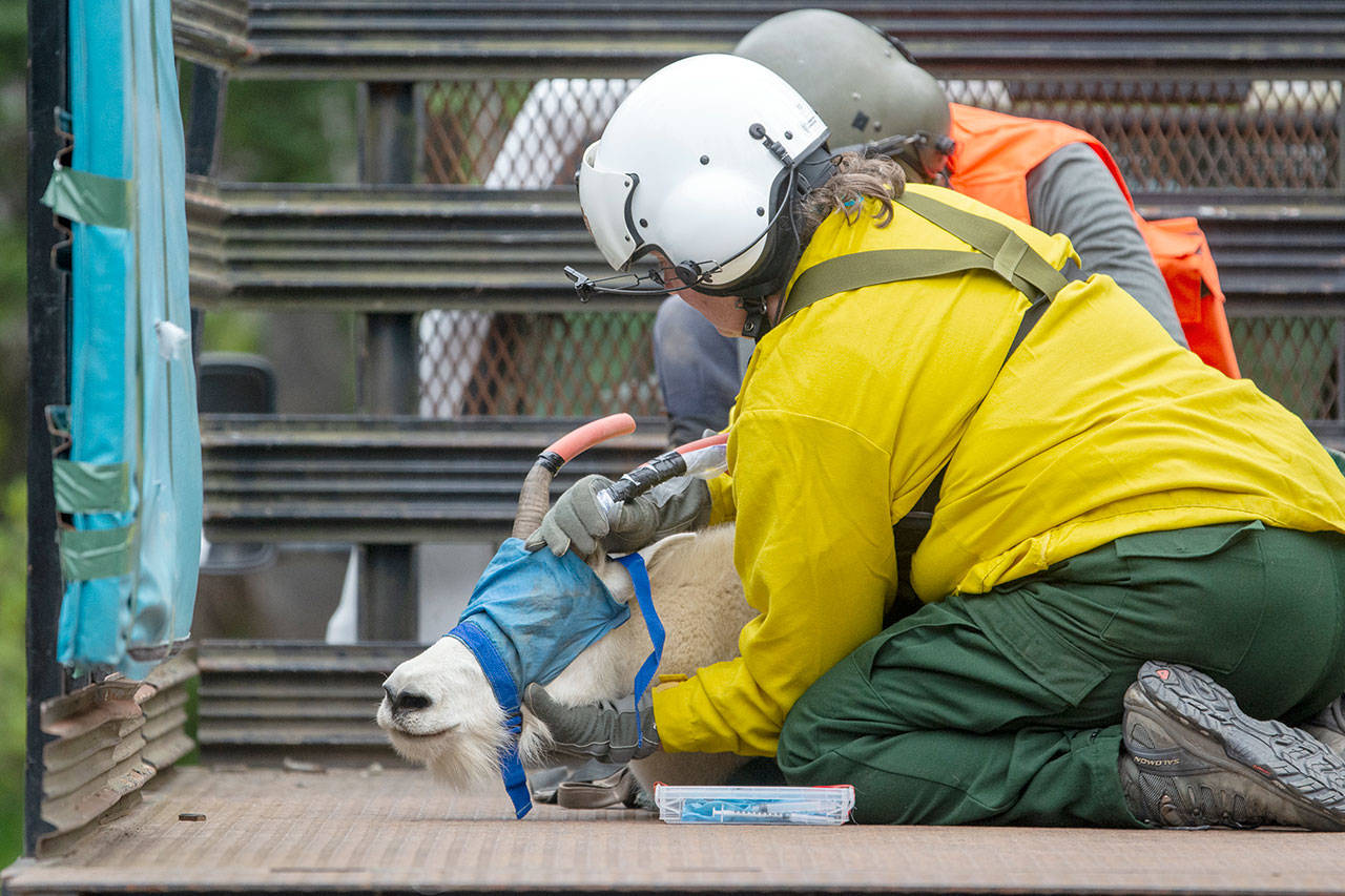 Patti Happe, Olympic National Park wildlife branch chief, holds down a goat in the back of a truck in this file photo from July. (Jesse Major/Peninsula Daily News)