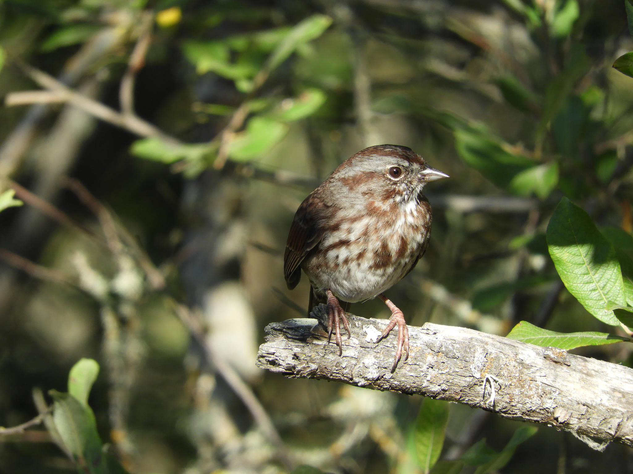 Ron Sikes will lead a birding hike on Whidbey Island from 8 a.m. to 1:15 p.m. Saturday. Pictured is a song sparrow. (Photo by Bob Boekelheide)