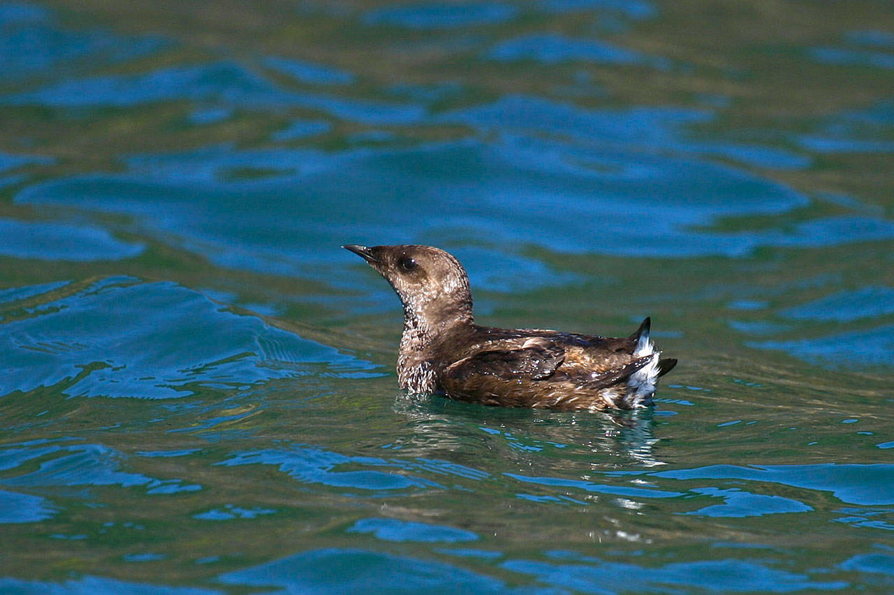 A marbled murrelet. (Roy W. Lowe/U.S. Fish and Wildlife Service)