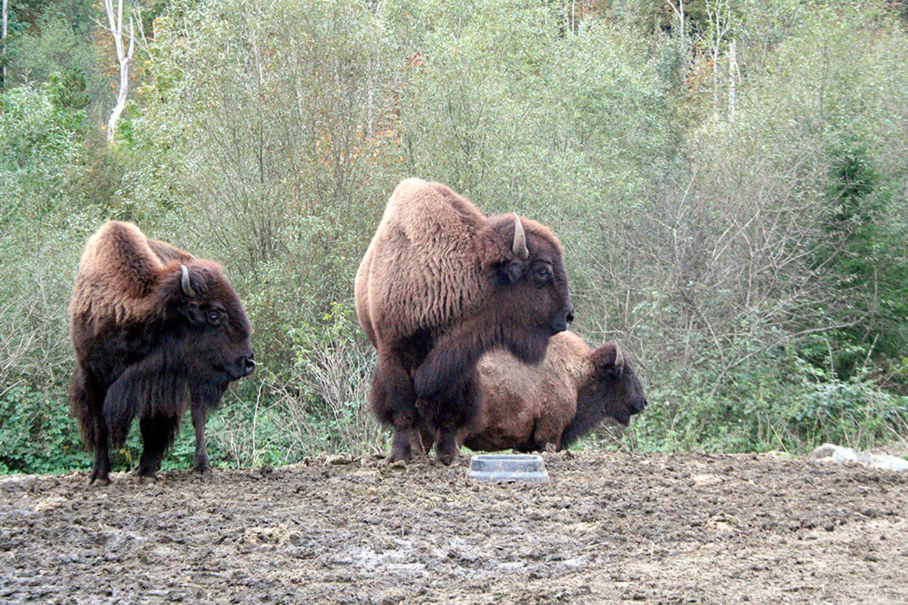 Bison loaded for transport
