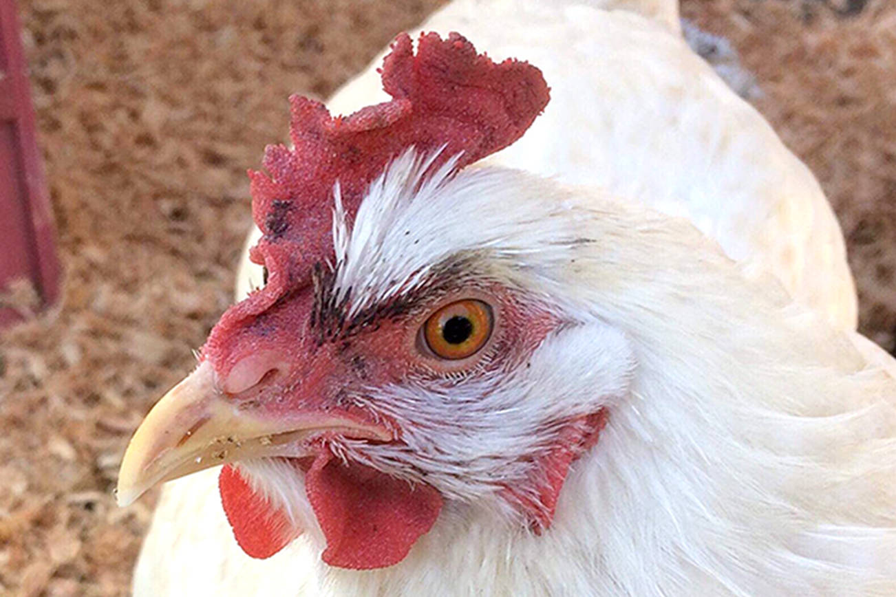 OUTDOORS: Vacationing with my fine, feathered friend