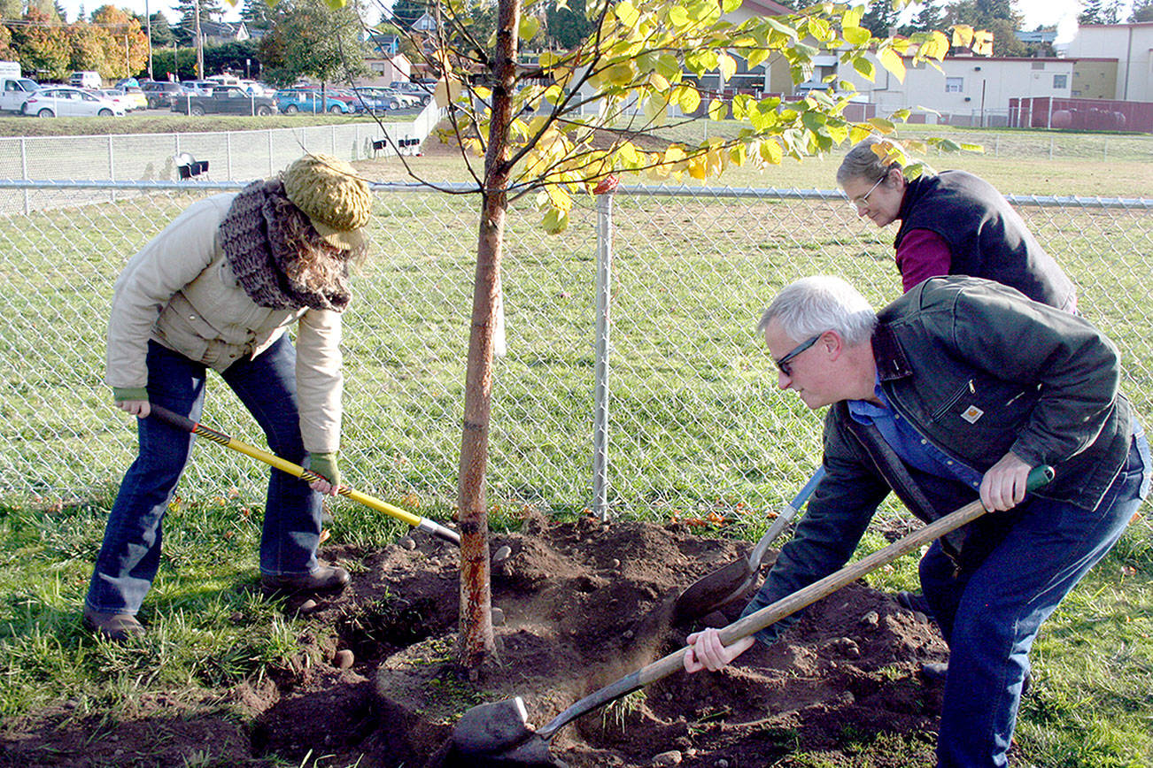 Trees to provide shade at Port Townsend dog park