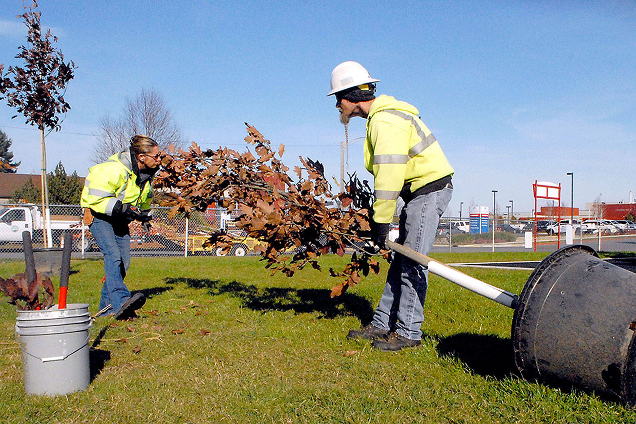 Tree planting in Port Angeles park