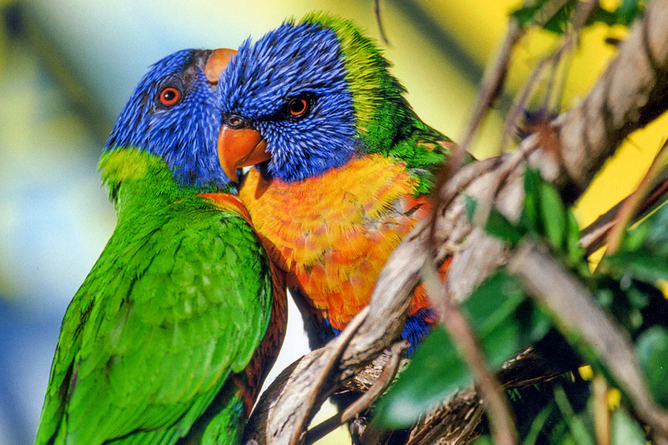 Photography, weaving, painting on display during Port Townsend Gallery Walk