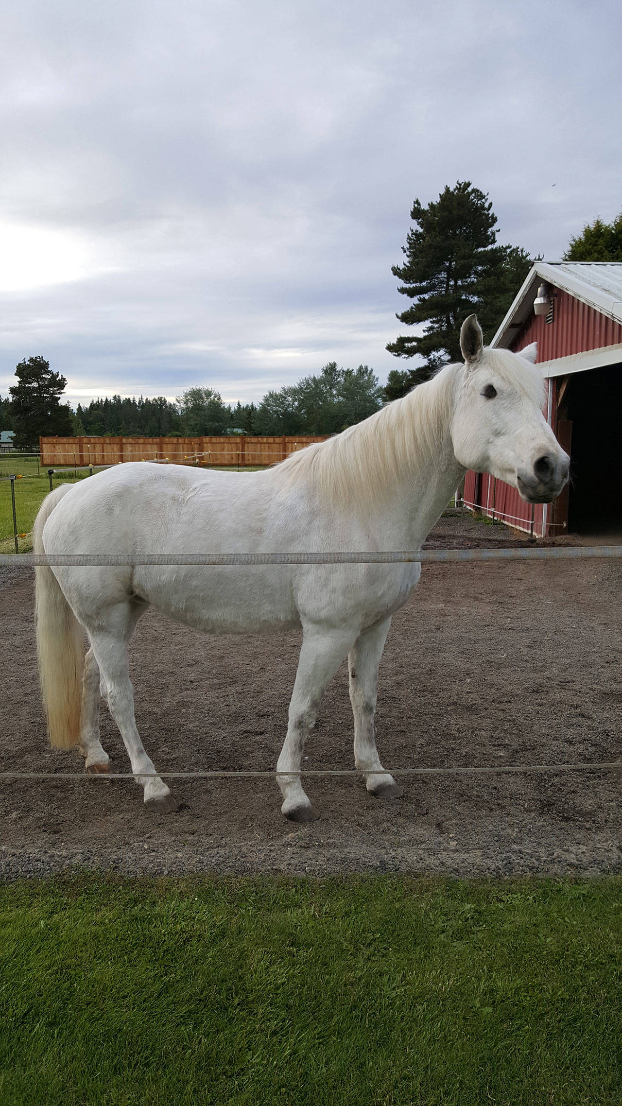 Judy Paty’s horse Molly shows off how well her mud-free paddock in Happy Valley looks several years after the Patys implemented a site plan, which included step-by-step instructions, by Clallam Conservation District’s Jennifer Bond. Personalized plans are offered free by the CCD. (Judy Paty)