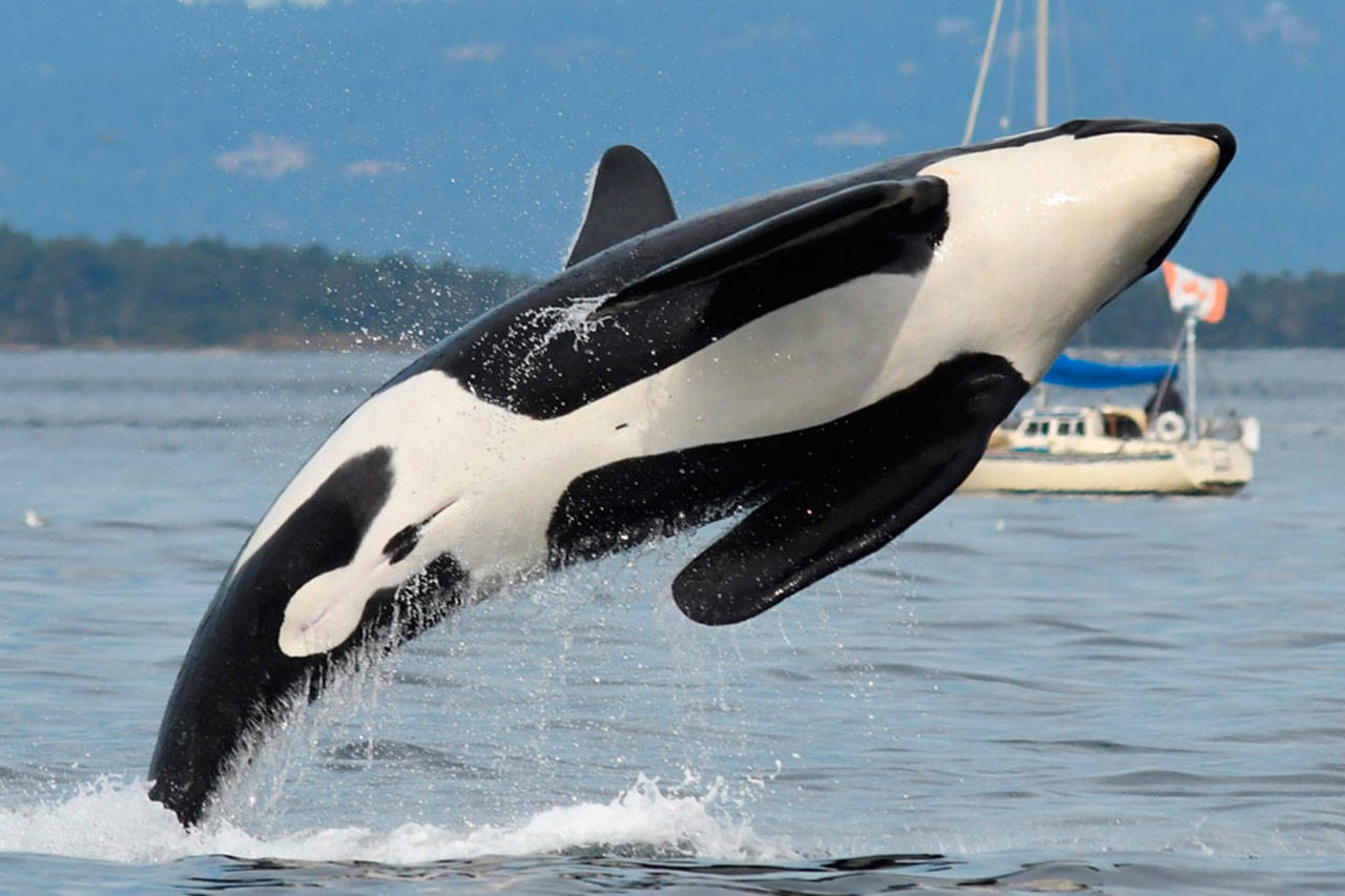 K25, also known as Scoter, is seen jumping nearly fully out of the water. (Ken Balcomb/Center for Whale Research)