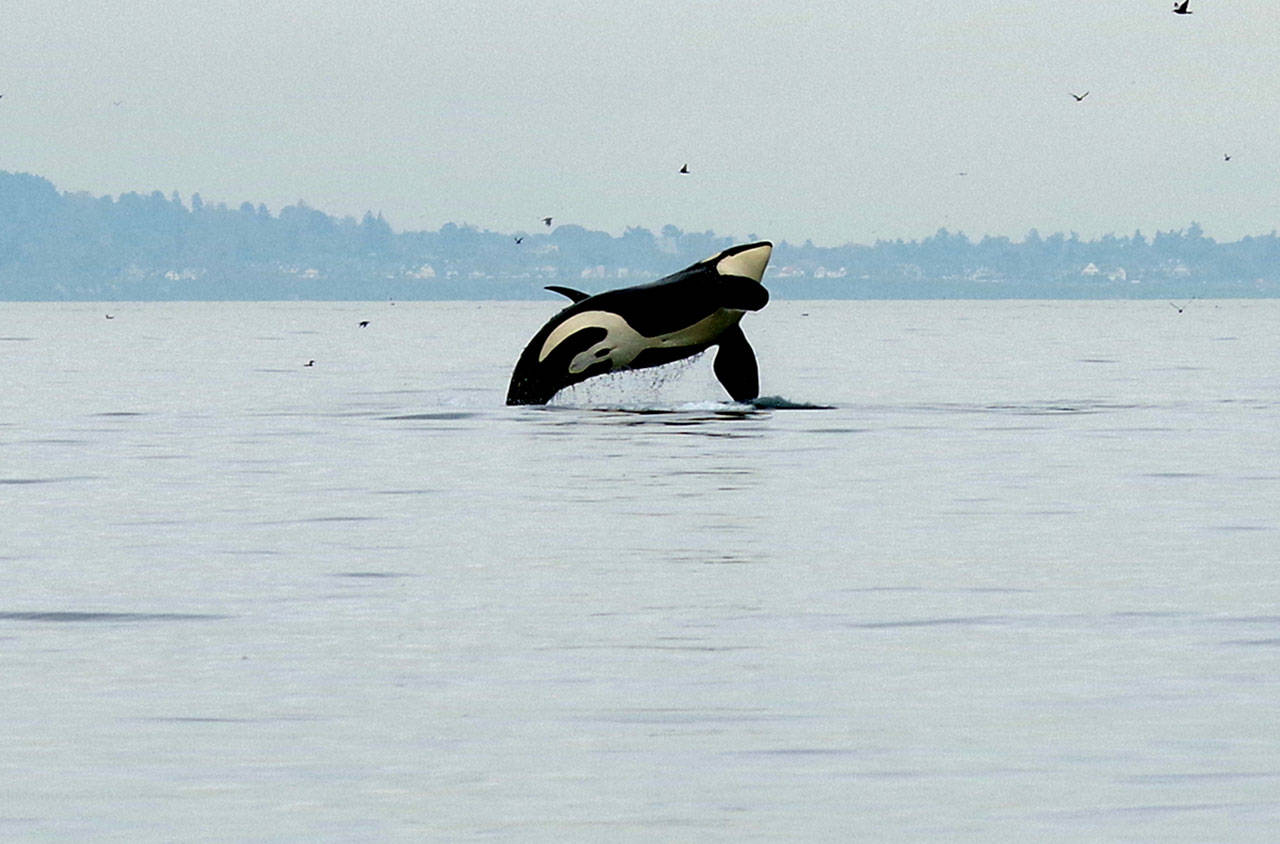 Paul Pudwell of Sooke Whale Watching came across at least 40 whales feeding and frolicking in the waters off Race Rocks. (Paul Pudwell/Sooke Whale Watching)