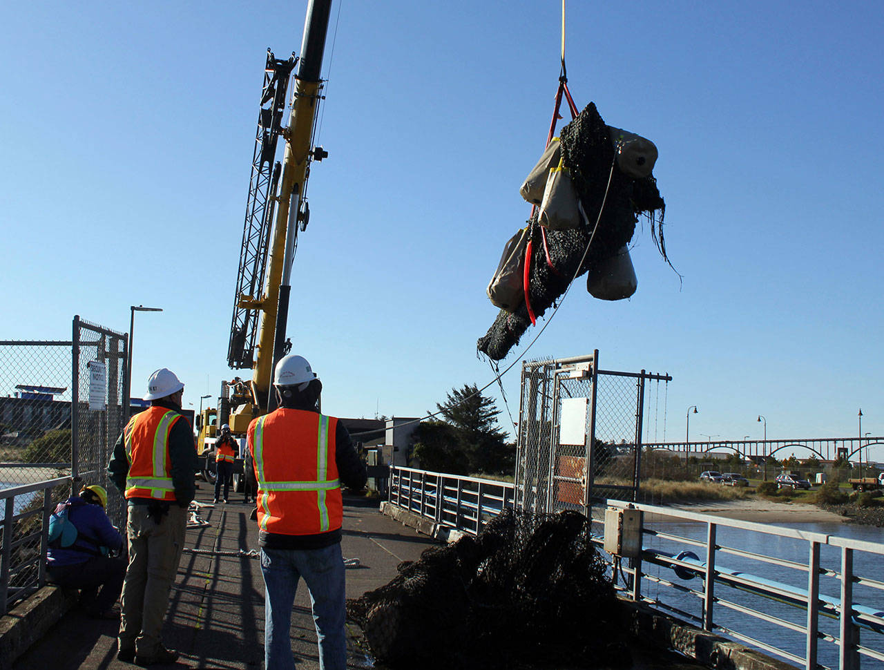 This Nov. 20 photo provided by Oregon State University shows crews lift the skull of a blue whale skeleton from the water in Yaquina Bay, Newport, Ore. (Michelle Klampe/Oregon State University via AP)