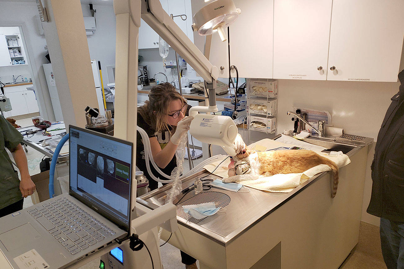 Center Valley Animal Rescue shelter receives dental equipment donation