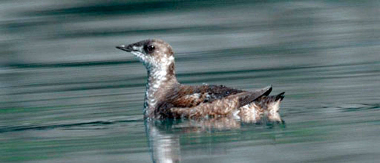Marbled Murrelet (File photo)