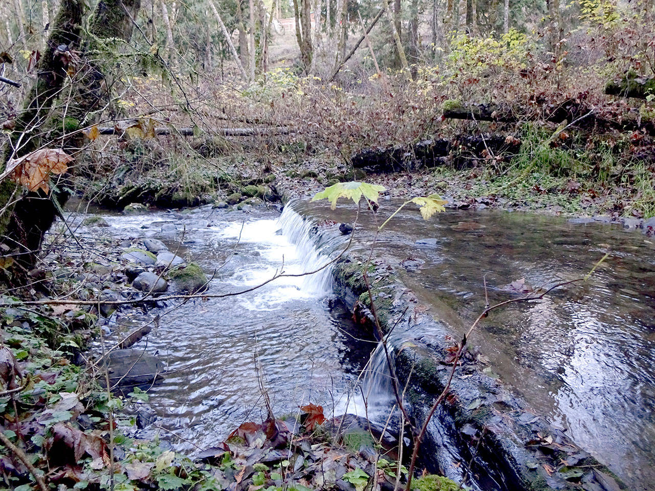 Logs placed strategically on a stretch of Ennis Creek will be pointed out in guided walks Friends of Ennis Creek is sponsoring this month. (Lee Strucker)