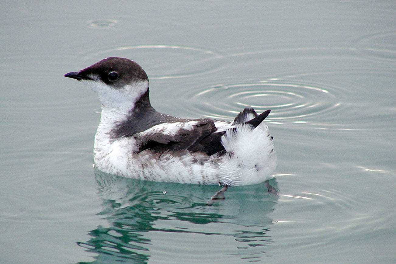 Board greenlights marbled murrelet conservation plan