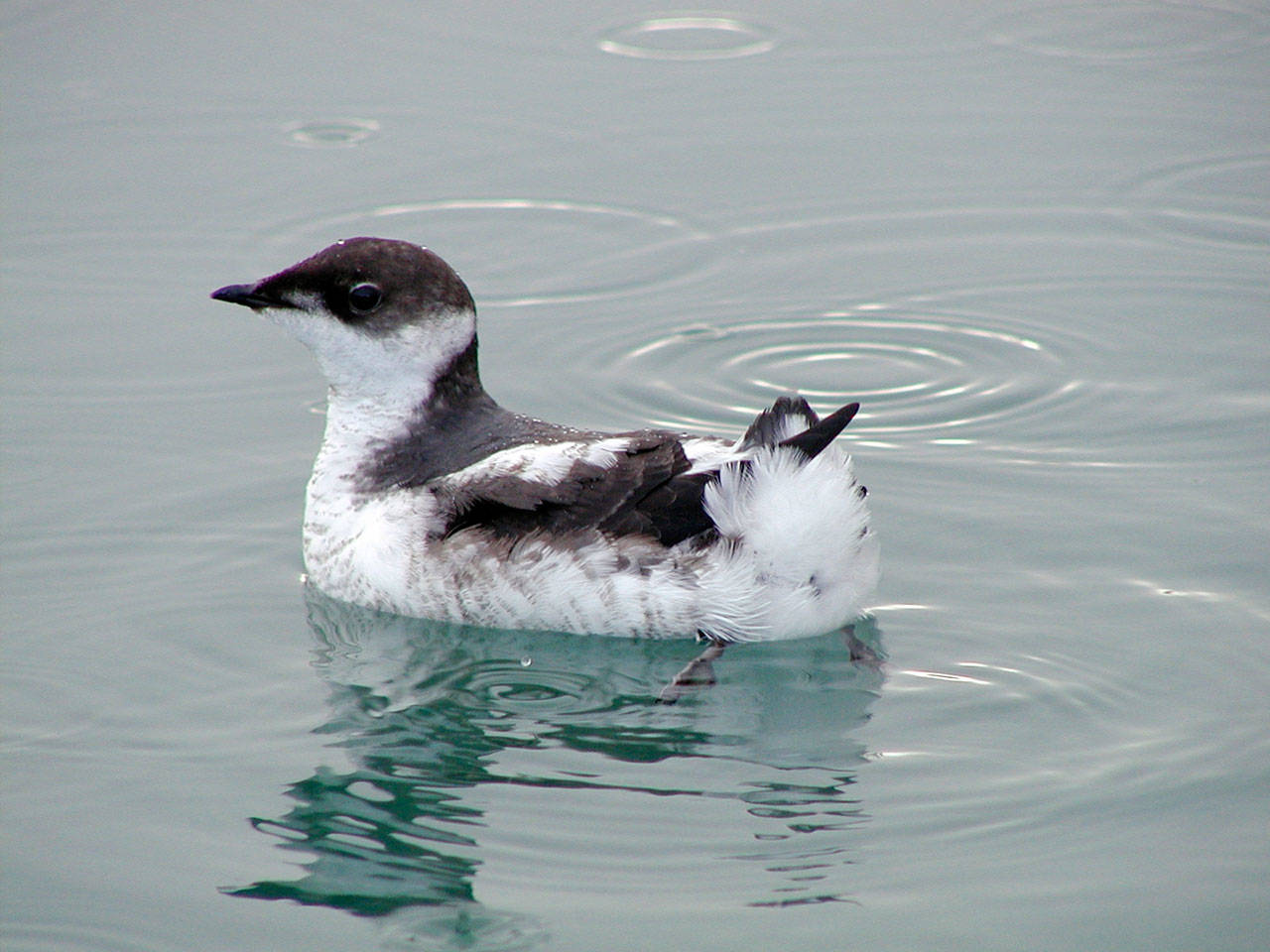 A juvenile marbled murrelet. (Rich MacIntosh/U.S. Fish and Wildlife Service)