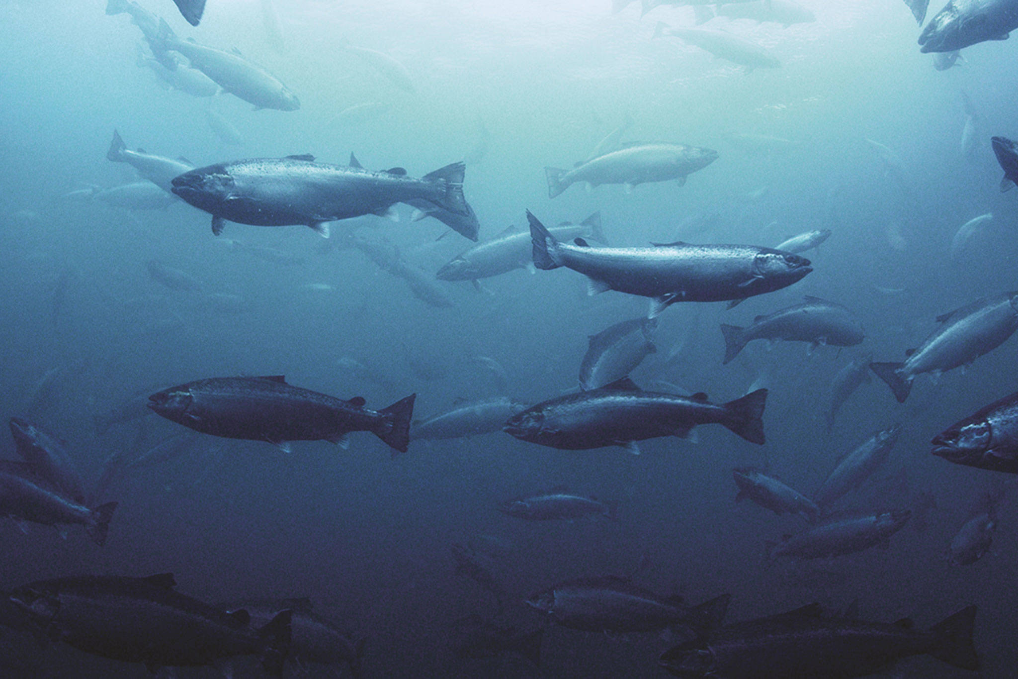 Mowi Canada West said that Atlantic salmon escaped one of its farms following a fire. (Mowi Canada West)