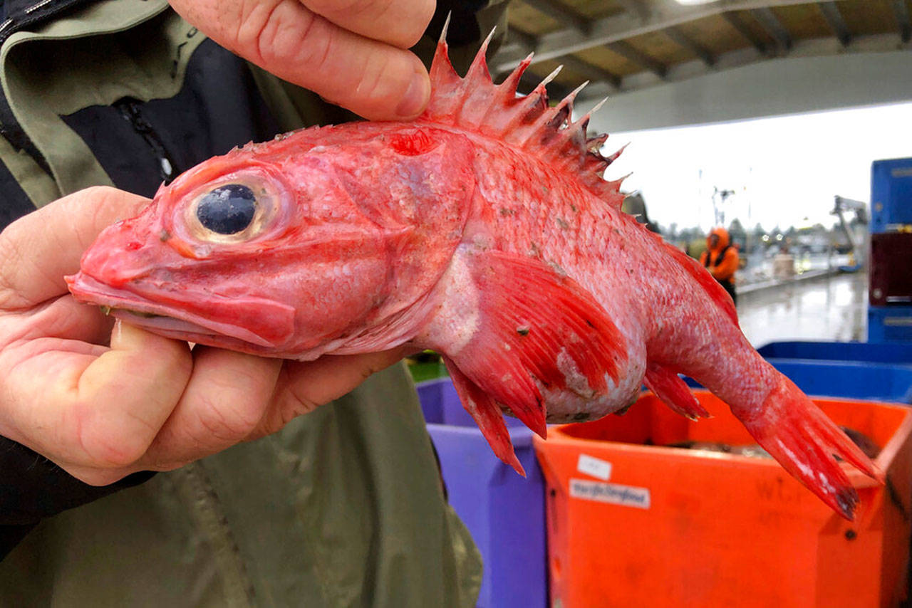 In this Dec. 11, 2019, photo, Kevin Dunn, who fishes off the coasts of Oregon and Washington, holds a rockfish at a processing facility in Warrenton, Oregon. A rare environmental success story is unfolding in waters off the U.S. West Coast as regulators in January 2020 are scheduled to reopen a large area off the coasts of Oregon and California to groundfish bottom trawling fishing less than two decades after authorities closed huge stretches of the Pacific Ocean due to the species’ depletion. (AP Photo/Gillian Flaccus)