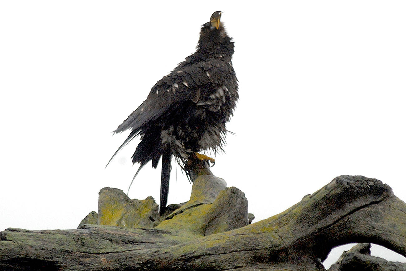 Drying on the driftwood