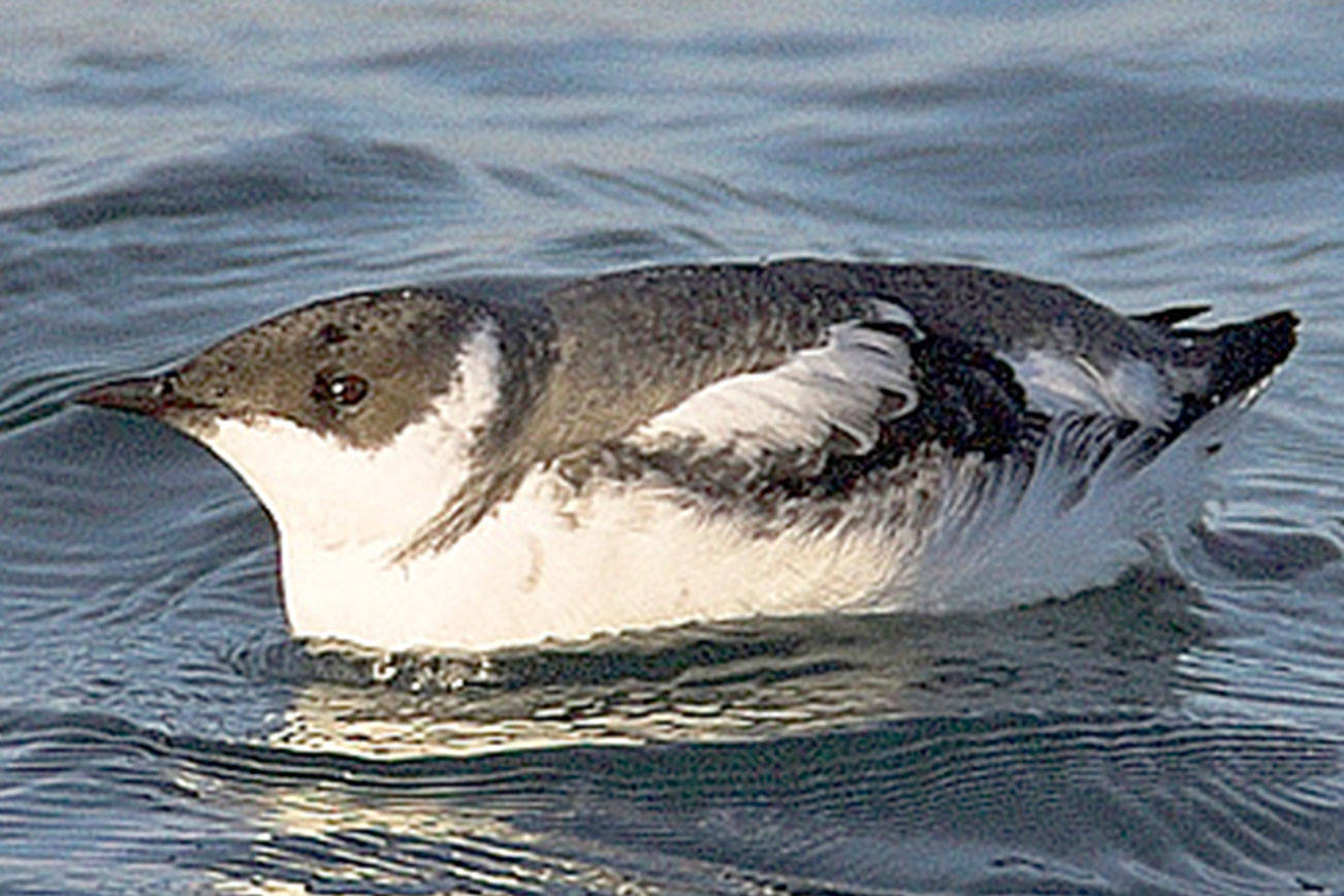 Marbled murrelet plans spark lawsuits