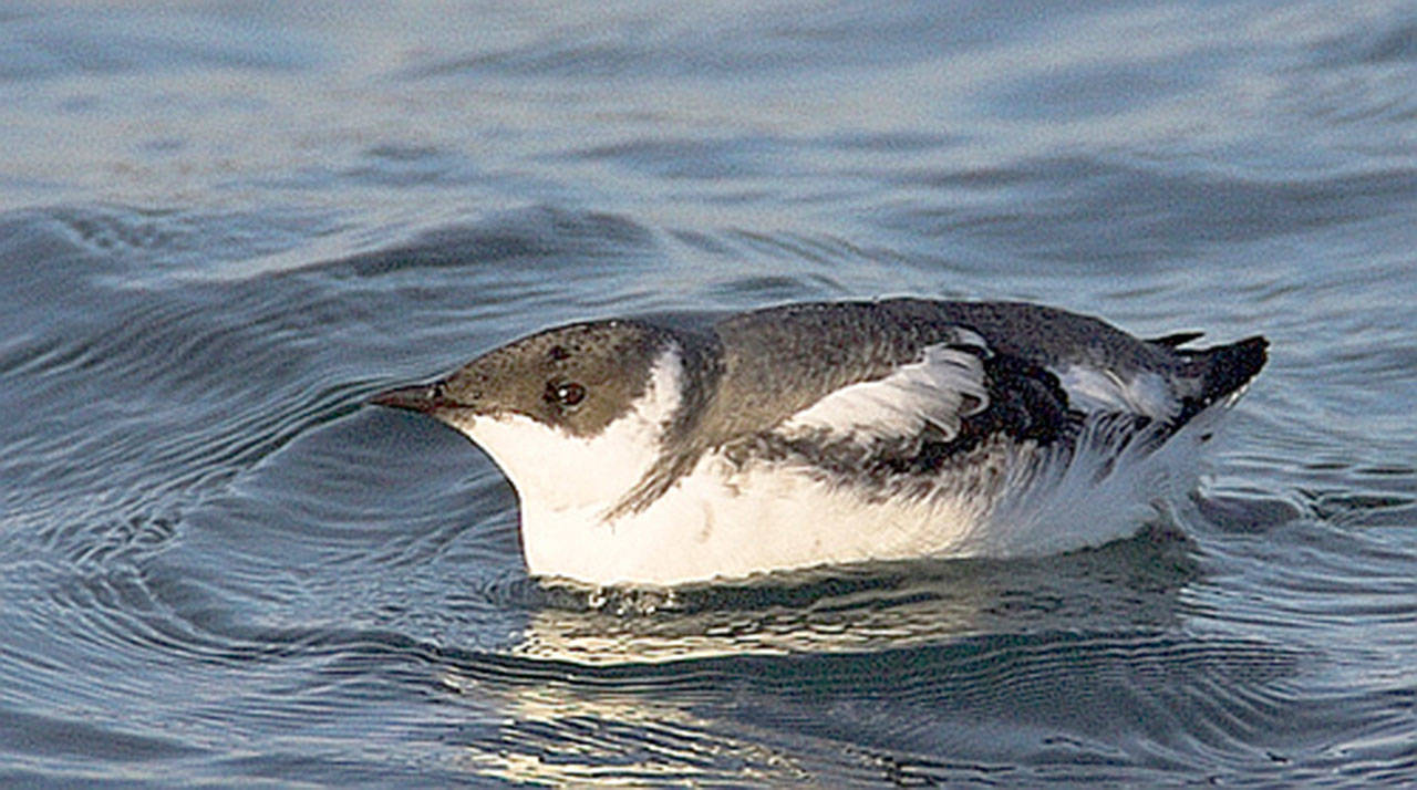 The conservation strategy for the marbled murrelet is at the center of lawsuits filed against the state Department of Natural Resources.