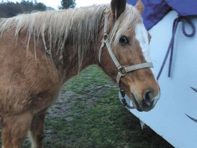 A few days of wind and pouring rain resulted in Karen Griffiths’ horse Lacey having a bad case of what is termed “witches knots” in her mane. While these knots may look like a bad attempt at braiding the hair, they are often formed by the horse rubbing against something or horses grooming each other. The mane is often the sight of mutual grooming. It takes a lot of detangler and patience with a mane comb to straighten out the hair. (Karen Griffith/for Peninsula Daily News)